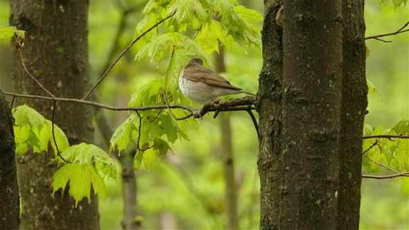 A single Bicknell's Thrush, Catharus bicknelli, sits on a branch of a maple tree listening for other alt