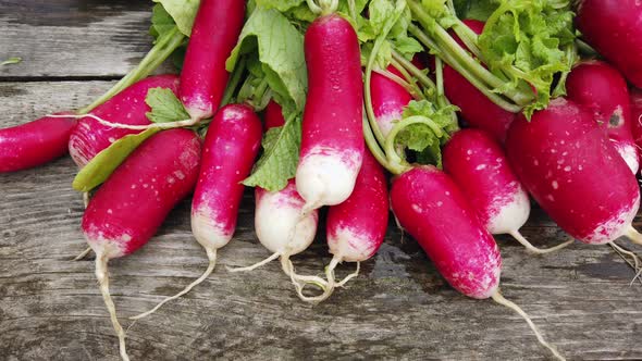 Harvest Ripe Radishes with Green Leaves on the Table