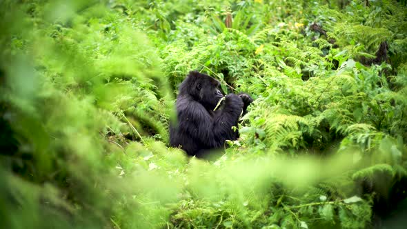 Mountain Gorilla Feeding