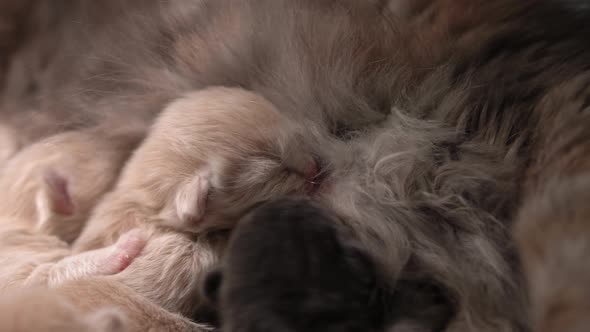Breastfeeding Kittens