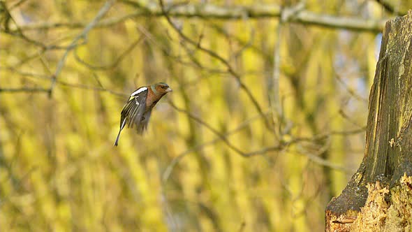 700693 European Robin, erithacus rubecula, Male in Flight, Normandy, Slow motion alt