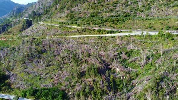 Winding Road in the Mountain with Felled Trees alt
