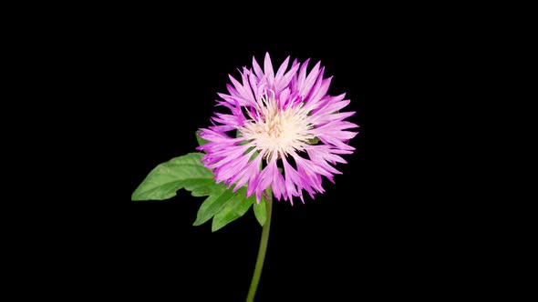 Time Lapse of Blossoms Purple Flower of Persian Cornflower Centaurea Dealbata alt