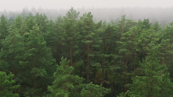 Aerial View  Flight Above Amazing Misty Forest Landscape alt