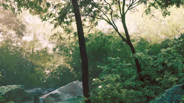 Fog in the Mysterious Rainforest alt