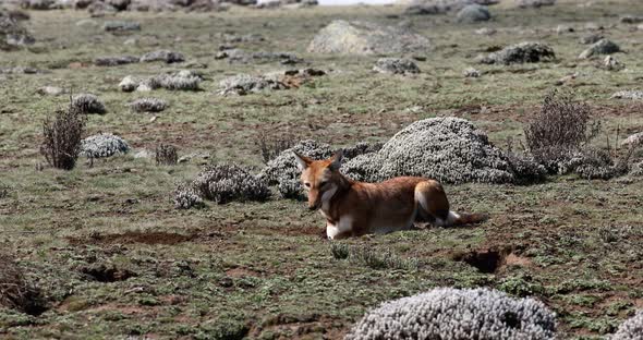 ethiopian wolf, Canis simensis, Ethiopia alt