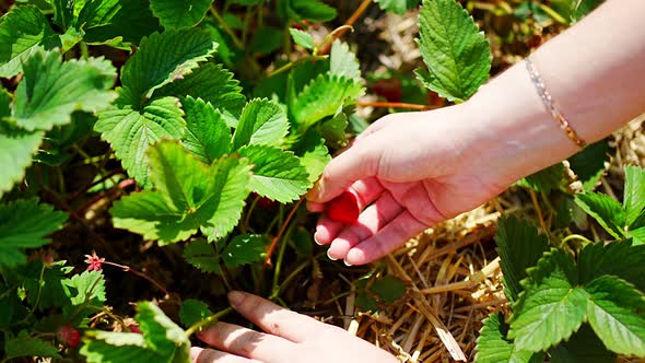 Hand of Young Woman Picking Strawberries in Selfpicking Plantation in Czech Republic alt