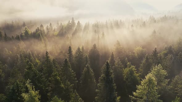 Fog in the forest alt