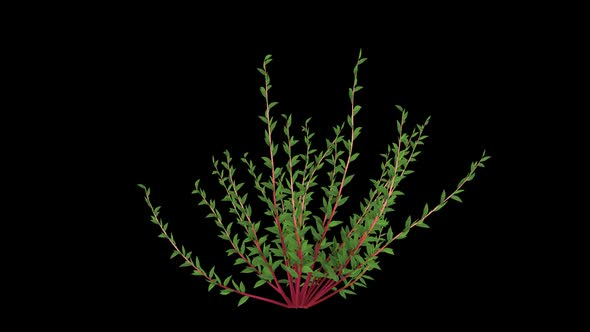 Knotweed Plant Growing alt