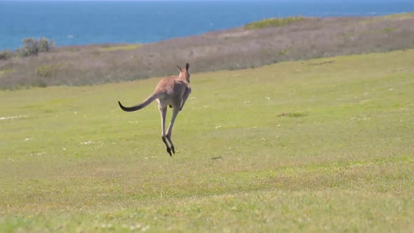 Kangaroo Jumping on a Green Grassland whit the Ocean at the Background.Wildlife Concept
