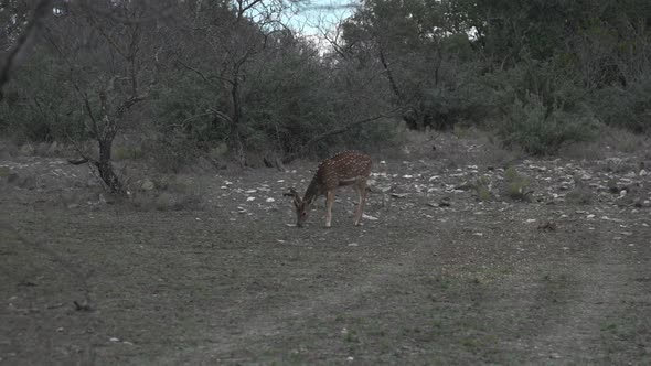 axis deer in the wild alt