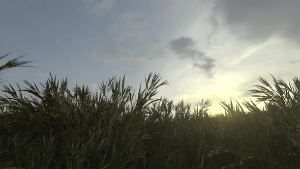 Growing Wheat Seasons Time Lapse