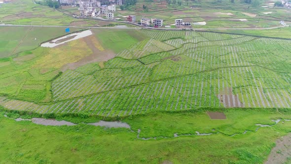 Aerial View of Green Terraced Rice and Field Farms in Poor Village in China, Asia. alt