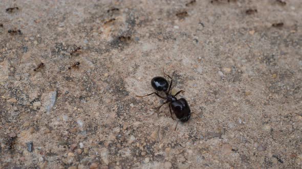 Black House Ant teamwork walking work in the nature alt