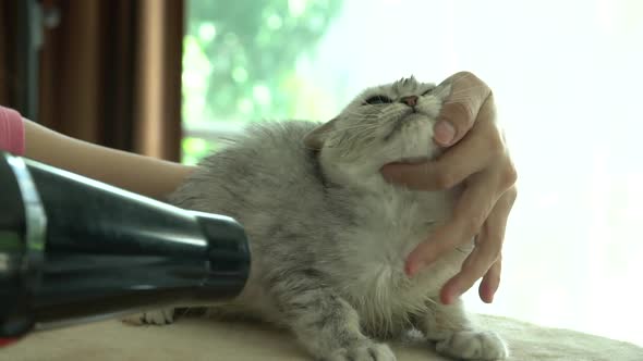 Owner Is Grooming The Fur Of Cute Kitten After Shower With Hair Dryer Slow Motion alt
