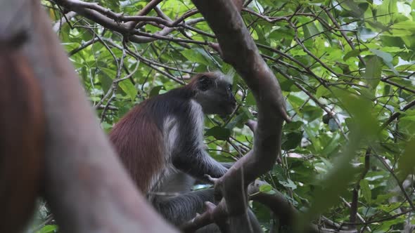 Red Colobus Monkey Sitting on Branch in Jozani Tropical Forest Zanzibar Africa alt