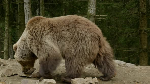 A Big Brown Bear in the Forest alt