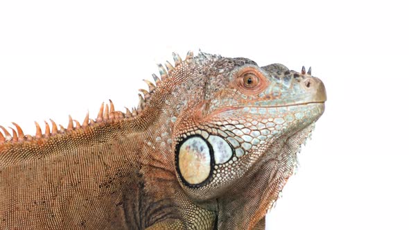 Large Iguana Shows Its Tongue 