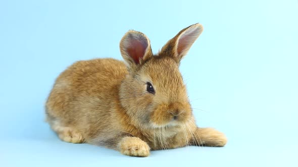 a Small Fluffy Brown Handmade Rabbit Lies on a Pastel Blue Background alt