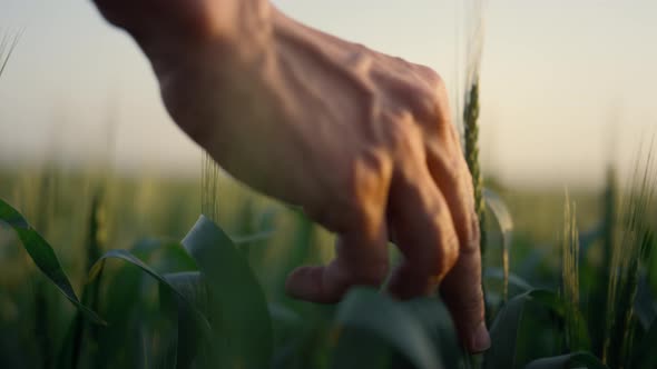 Farmer Hand Touching Wheat Spikelets Close Up alt