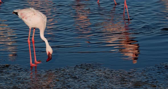 Stunning flamingo is looking at the water and walking around, Walvis Bay, 4k alt