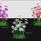 Petunia Flowers Growing - VideoHive Item for Sale