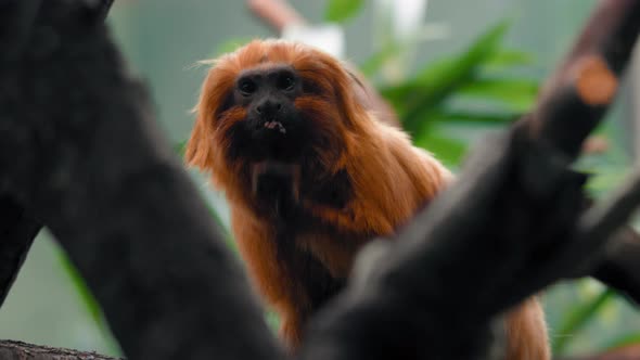 Golden Lion Tamarin sitting on a tree eating nuts - Leontopithecus rosalia - static view alt