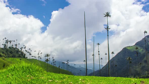 Cocora Valley, Colombia alt