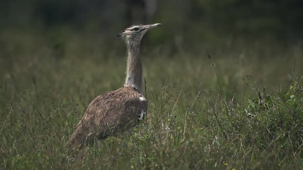Kori bustard Standing On The Grassy Field While Looking Straight In El Karama Lodge In Kenya - Wide  alt
