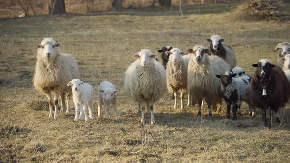 A Small Flock of Grazing Unshorn Sheep