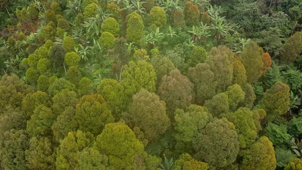 Flying Over Green Tropical Rainforest Jungle Aerial Drone Birds