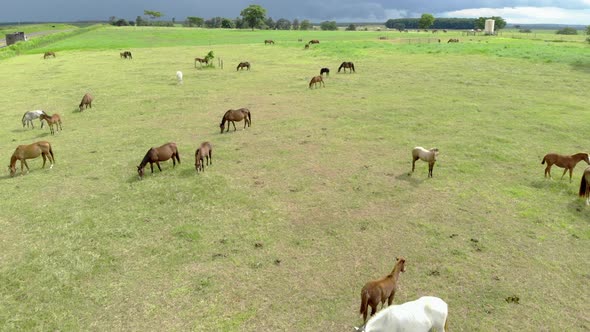 Horses on a summer pasture alt