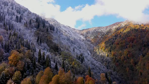 Aerial autumn and winter footage with drone in woodland