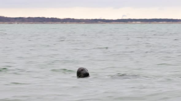 Seal swimming to partner while looking around, wintertime in Falsterbo, Skanör, Sweden alt