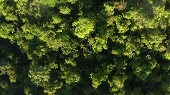 Aerial top down view of the Amazon forest canopy: Flying over tropical forest alt