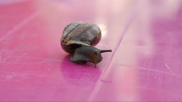 Snail On The Table, Snail Crawling The Table