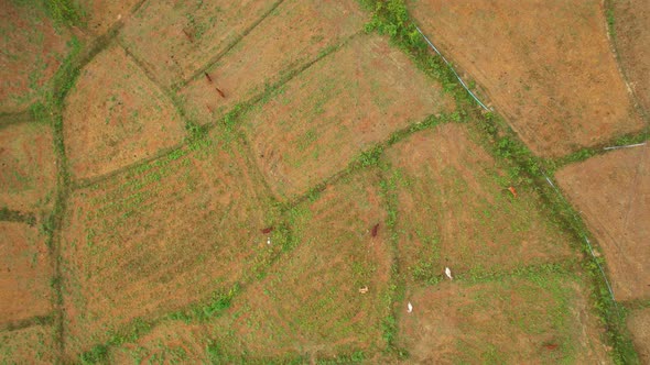 4K Aerial view of a farmer's field in rural Thailand. alt