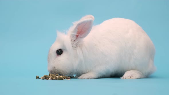 The White Rabbit Eats Food with Pleasure