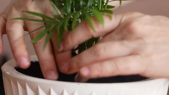 Close-up of human hands planting a floral home flower in a pot. Houseplant care. alt
