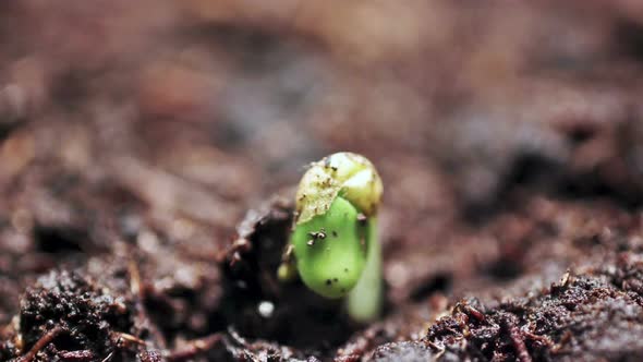 Growing Plants in Spring Timelapse, Small Green Sprout Germination Newborn Mustard Plant in