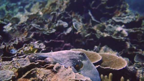 Follow an octopus as it swims on top of a coral reef to hide agianst predators. alt