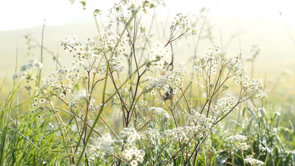 Summer meadow