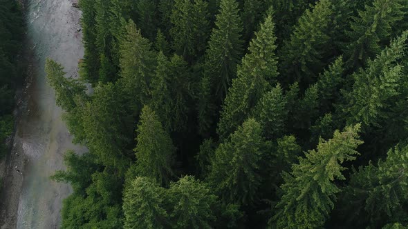 River Among Coniferous Forest Aerial View alt