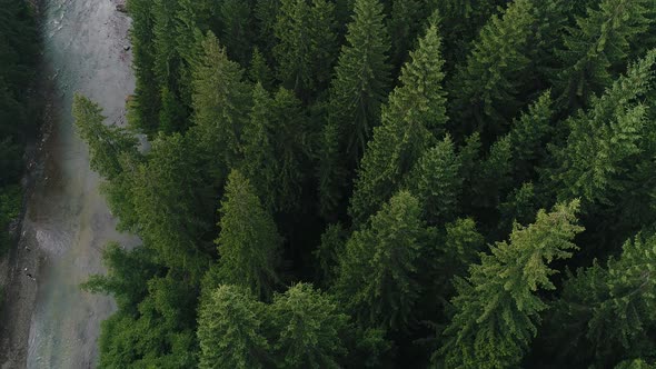 River Among Coniferous Forest Aerial View