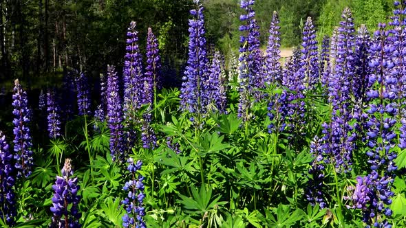 Beautiful Lupin Flowers Grow in the Forest Thicket