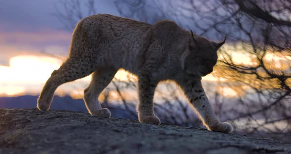 Eurasian Lynx Walks on a Mountain in Beautiful Evening Light
