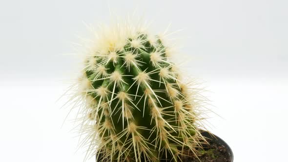 Cactus on Isolated White Background 