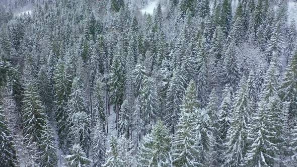 Flight Over the Winter Snow-covered Forest alt