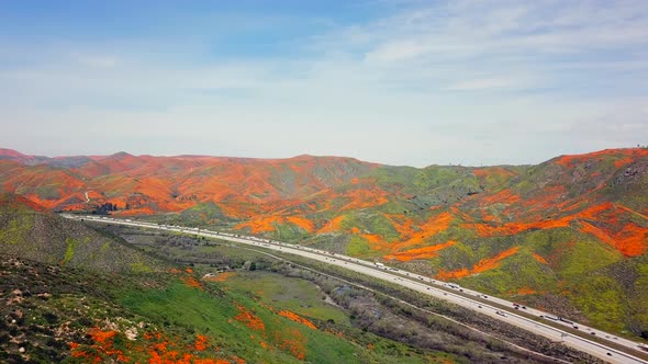 Aerial Pan 1 of the super bloom of golden poppies by Lake Elsinore California and Walker Canyon by t alt