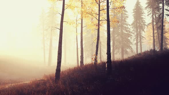Scene of Sunrise in a Birch Forest on a Sunny Summer Morning with Fog alt